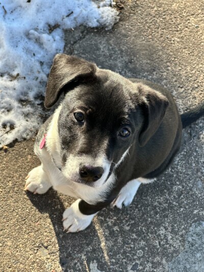 A small puppy named Olive